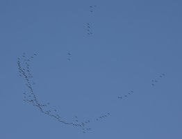 IMG_8218.jpg
