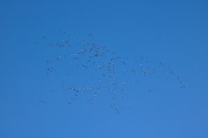 IMG_8211_small.jpg