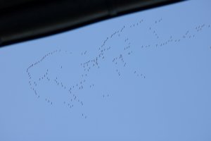 IMG_8221_small.jpg
