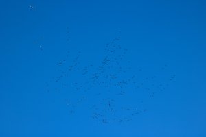 IMG_8205_small.jpg