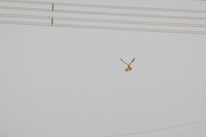 _DSC8309.JPG