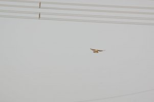_DSC8310.JPG