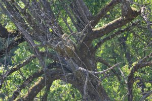 IMG_0053.JPG