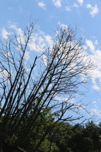 IMG_0054.JPG