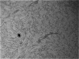 Sonnenfleck u Filament.jpg