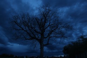 IMG_0080.JPG