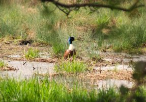 Ente (1).JPG