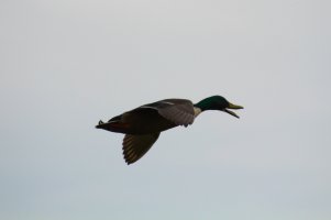 im Flug (6).JPG