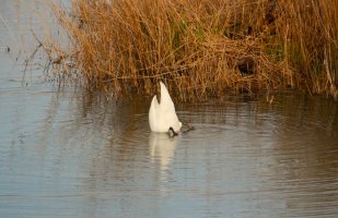 Schwan (4).JPG