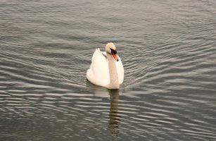 Schwan (6).JPG