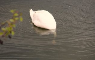 Schwan (8).JPG