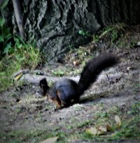 schwarzes Eichhörnchen.JPG