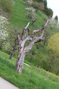 IMG_0208.JPG