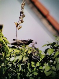 Star mit Efeubeere.jpg
