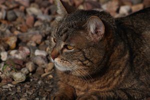 IMG_0743.JPG