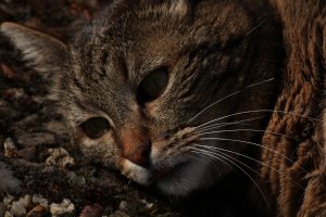 IMG_0742.JPG
