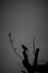 Abendlied080523.jpg