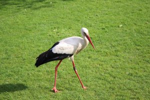Storch (2).JPG