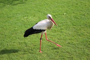 Storch (4).JPG