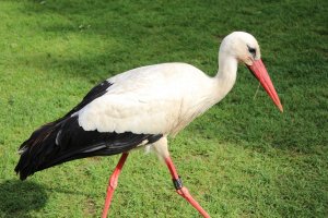 Storch (7).JPG