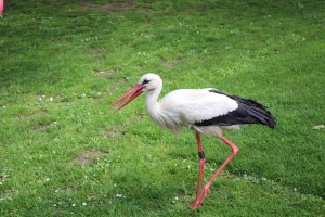 Storch (13).JPG