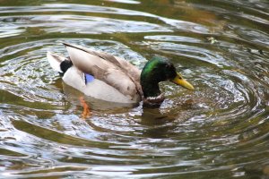 IMG_0707.JPG
