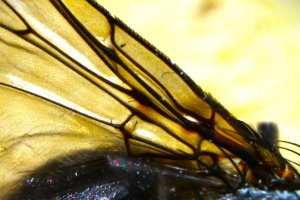 FetteSchmeisfliege (6)crop6 1.JPG