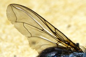 FetteSchmeisfliege (6)crop6.JPG