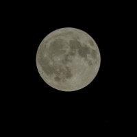 4168_Antares_gruen.jpg