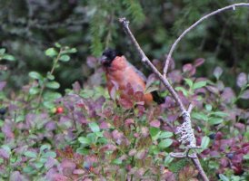 IMG_8498.JPG