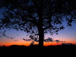 IMG_3056.JPG