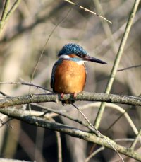 IMG_9176.jpeg