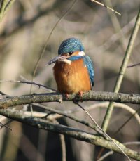 IMG_9177.jpeg