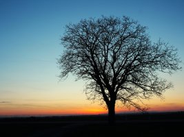 IMG_3519.JPG