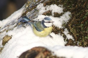 IMG_9217.jpeg
