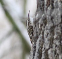 IMG_9212.jpeg