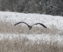 IMG_9210.jpeg
