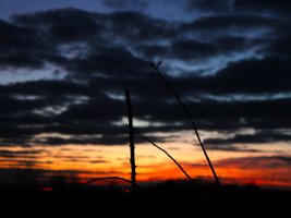 IMG_4050.JPG