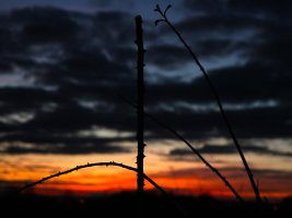 IMG_4051.JPG