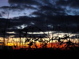 IMG_4055.JPG