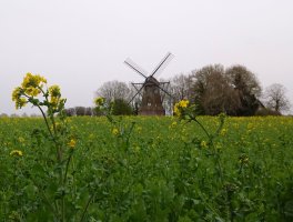 Raps-und-Windmuehle.jpg