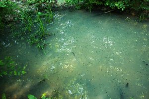 Teich (4).JPG