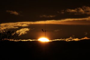 sonnenvogel (2).JPG