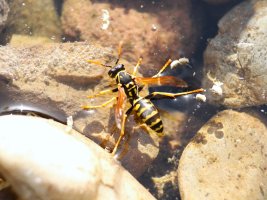 IMG_6181.JPG