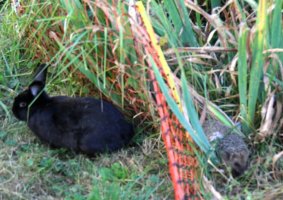 Hase und Igel.jpg