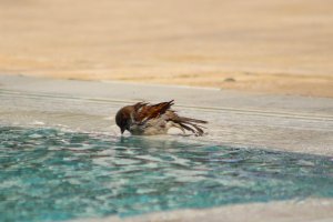 IMG_6595.JPG