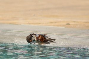 IMG_6596.JPG