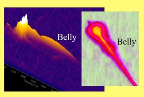 Grafical-Abstract-Belly-Belly.jpg