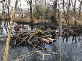 IMG_0497.jpeg