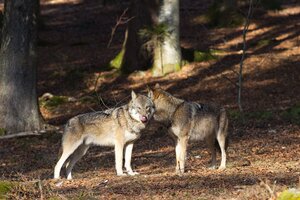 IMG_5335.jpg